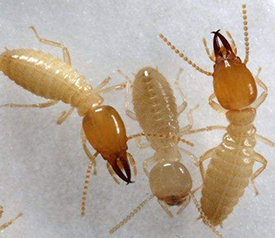 蟲(chóng)害控制 蟲(chóng)害控制